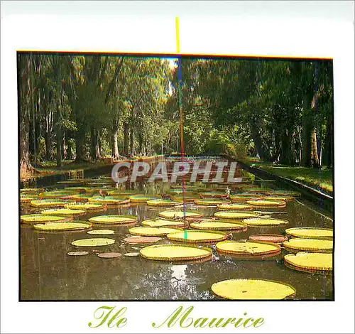 Cartes postales moderne Ile Maurice  Mauritius Jardin de Pemplemousses