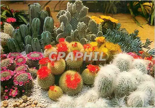Cartes postales moderne Monaco Cote d'Azur Le Jardin Exotique Cactus