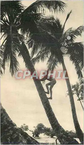 Cartes postales moderne Nouvelle Caledonie (Cocotiers) Dans le Sillage de Bougainville