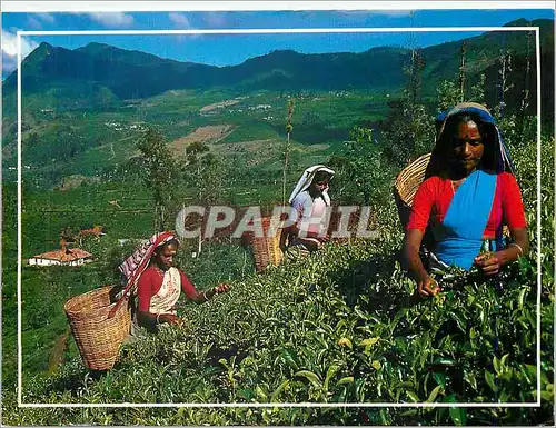 Cartes postales moderne Sri Lanka (Ceylon) Tea Plantation with tea Pluckers
