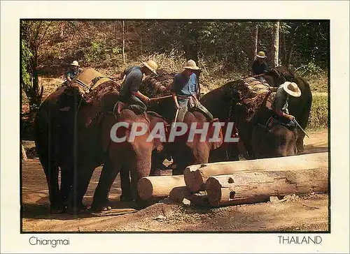 Cartes postales moderne Thailand Teak Logging Chiangmai Elephants Pushing Logs Towards  a River Elepahnts