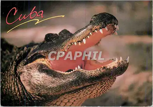 Cartes postales moderne Cuba Cualquier hora es Buena Crocodile