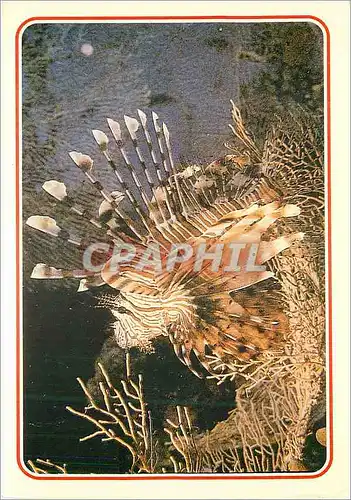 Moderne Karte Egypt Loin Fish
