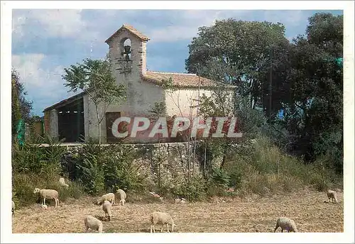 Cartes postales moderne Ermita de Sant Hilari Cardedeu Moutons