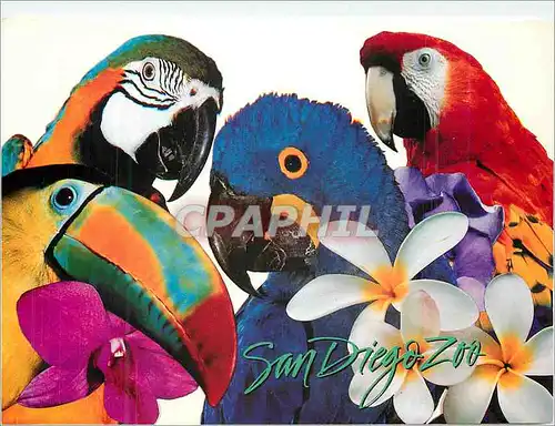 Moderne Karte San Diego Zoo Macaws and Toucan (Central and South America) Perroquet