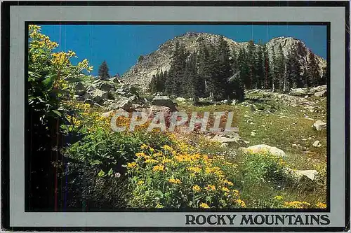 Moderne Karte Rocky Mountains Wildflowers in the Beautiful Rocky Mountains