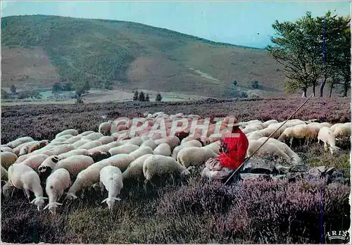 Cartes postales moderne Les Monedieres Le Limousin Pittoresque Plus que les rues de Paris Elle Cime ses Bruyeres Berger