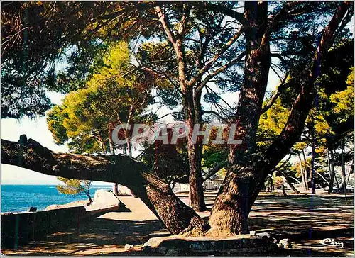 Cartes postales moderne Carqueiranne (Var) les Pins Penches