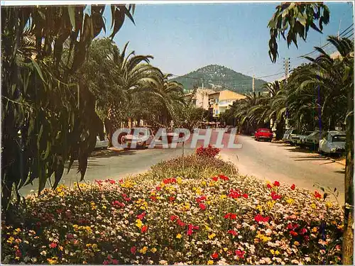 Cartes postales moderne Carqueiranne Lumiere et Beaute de la Cote d'Azur l'Avenue Fleurie des Salettes au Fond le Col No
