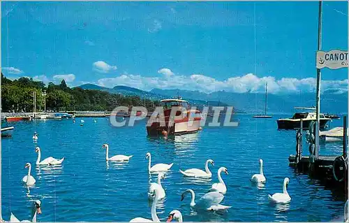 Cartes postales moderne Lausanne Ouchy les Cygnes dans le Port Cygnes