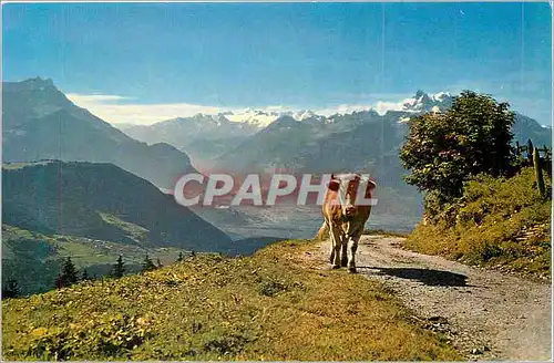Cartes postales moderne Leysin Vache