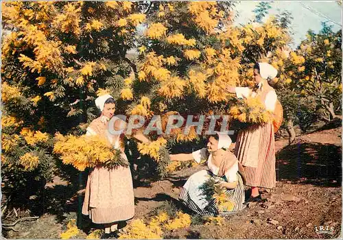 Cartes postales moderne Academie Provencale de Cannes Section de Basse Provence Cueillette du Mimosa Reflets de la Cote
