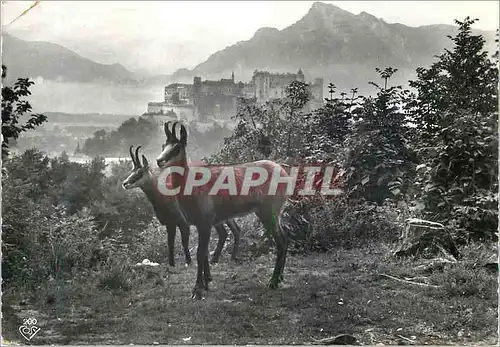 Moderne Karte Salzburg Begegnung mit Zwei Gemsen