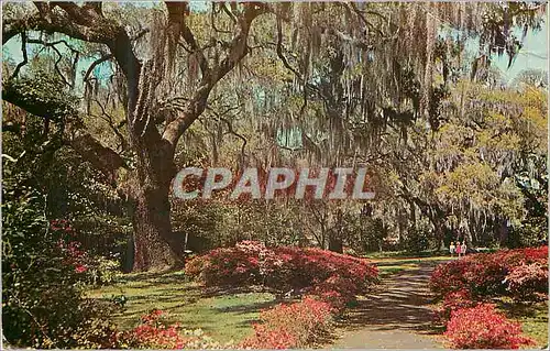 Moderne Karte Romantic Spanish Moss Overhangs a Colorful Southern Garden