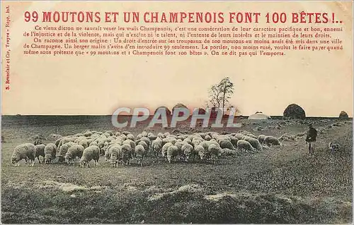Cartes postales 99 Moutons et un Champenois font 100 betes Ce vieux dicton ne saurait voxer les vrais Champenois