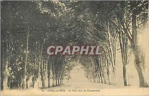 Cartes postales Criel sur Mer Le Petit Bois de Chantereine