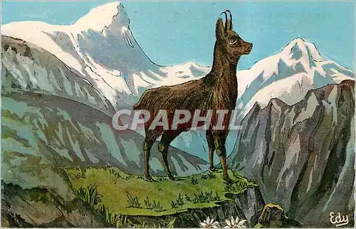 Cartes postales moderne Les Hotes de nos Montagnes Images de chez Nous C'est le Chamois des Alpes l'Isard des Pyrenees (
