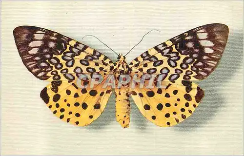 Moderne Karte Moorea Argus (Assam)(Collection Boubee) Papillon