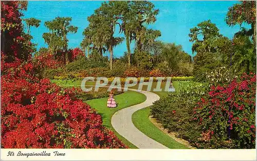 Cartes postales moderne It's Bougainvillea Time Florida's Cypress Gardens is a paradise for lovers of beauty where a bri