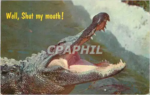 Cartes postales moderne Well Shut my mouth don not disturb the Gators Crocodile