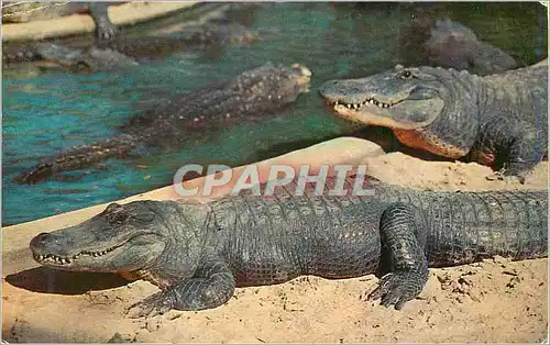 Cartes postales moderne Hungry Alligators in Florida