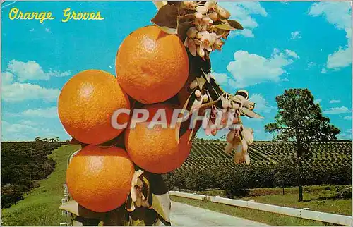 Cartes postales moderne Orange Groves This scene is typical of the many thousand of acres of orange groves in Central Fl