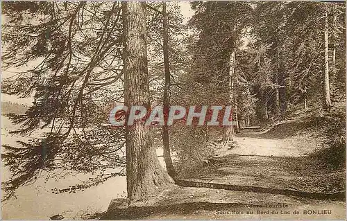Cartes postales Sous Bois au Bord du Lac de Bonlieu