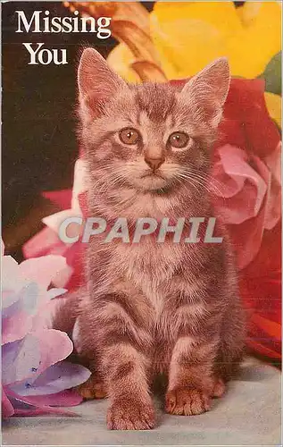 Cartes postales moderne Missing you Chat The North Shore Animal League saves abandoned dogs and cats and finds them new