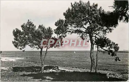 Cartes postales moderne Ile de Re Le Fier