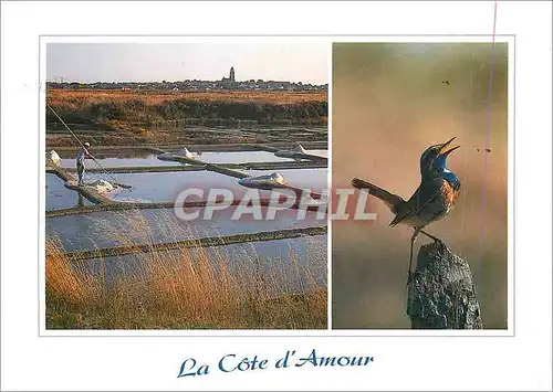 Cartes postales moderne La Cote d'Amour (Loire Altantique) Couleurs de Bretagne Paludier en activite dans les Marais et