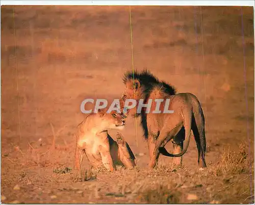 Cartes postales moderne Lion pair Exhibiting mating Behaviour