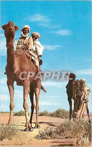 Cartes postales moderne Maroc Pittoresque Vie au Desert Chameaux