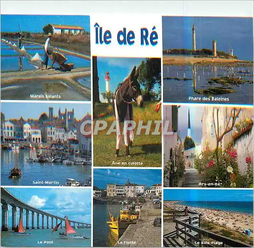 Cartes postales moderne L'Ile de Re Couleurs de Charente Maritime Les Sites Touristiques Ane Donkey