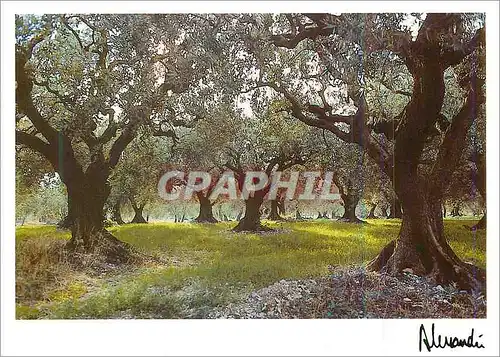 Cartes postales moderne Images et Lumieres Provence Lumieres des Fees