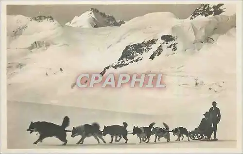 Cartes postales moderne Jangfraujoch Polarhunde auf dem Aletschgletscher Chiens Husky