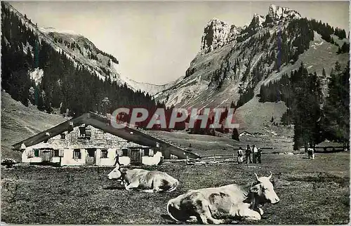 Cartes postales moderne Justislat bei Sigriswil Merligen (Thunersee) Vaches