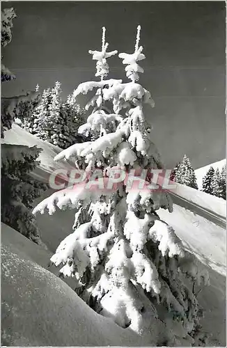 Moderne Karte Jungholz im Winterschmuck