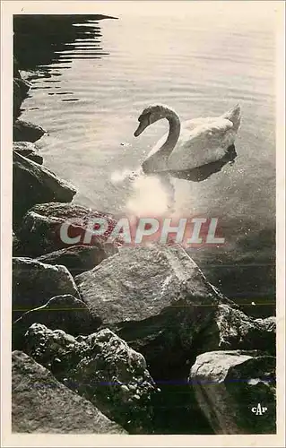 Cartes postales moderne Lac Leman Cygne sur le Lac