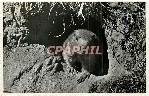 Cartes postales moderne Murmeltier in den Walliser Alpen