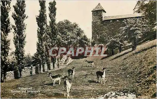 Cartes postales moderne Rapperswil Schloss und Hirschpark