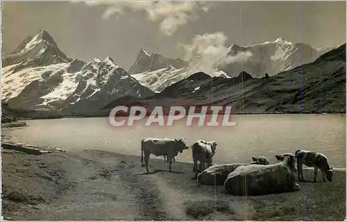 Cartes postales moderne Grindelwald Bachsee am Faulhorn Schreckhorn Finsteraarhorn Flescherhorner Vaches