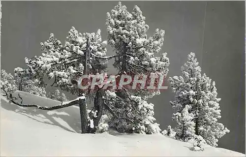 Cartes postales moderne Beatenberg Winterlandschaft am Niederhorn