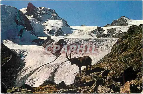 Cartes postales moderne Zermatt Bouquetin