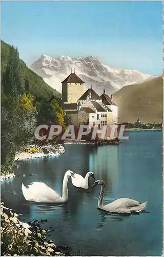 Cartes postales moderne Chateau de Chillon et Dents du Midi Cygnes