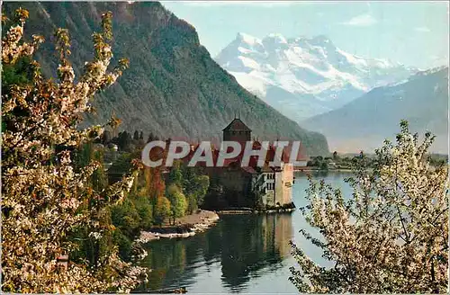 Cartes postales moderne Lac Leman Chateau de Chillon et Dents du Midi au Printemps