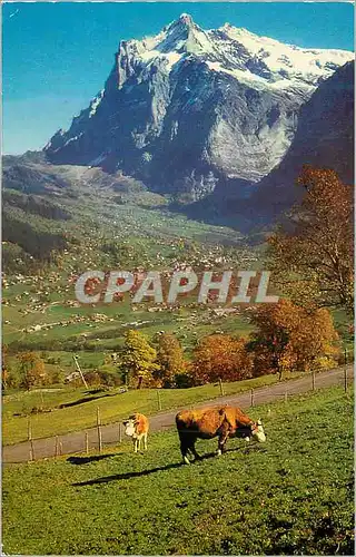 Cartes postales moderne Grindelwald Wetterhorn 3701 m Vache