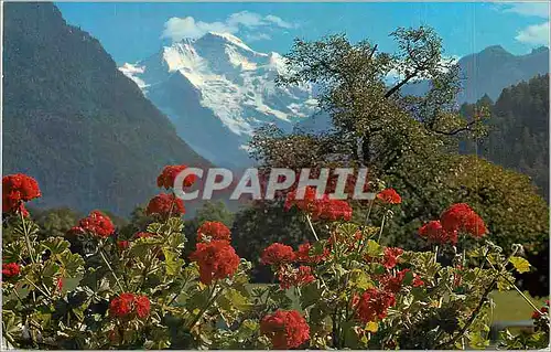 Cartes postales moderne Interlaken Jungfrau 4167 m