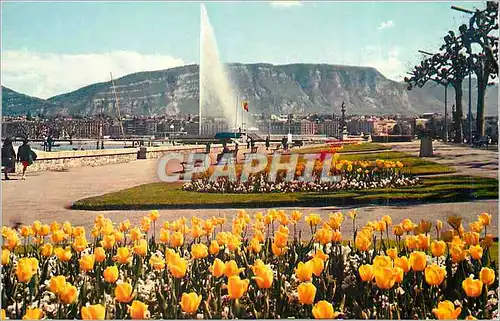 Moderne Karte Geneve Quai Wilson et le Jet d'Eau (130 m)