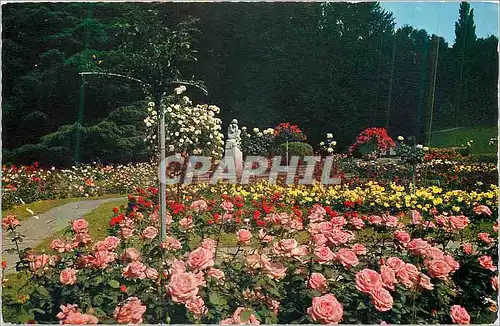 Cartes postales moderne Geneve La Roseraie du Parc de la Grange (au premier plan les Roses Grace de Monaco)