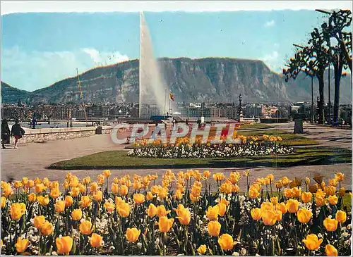 Cartes postales moderne Geneve Le Quai Wilson et le Jet d'Eau (130 m)